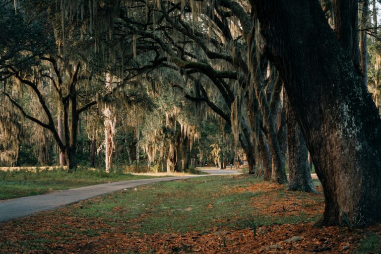 gray concrete road between trees during daytime